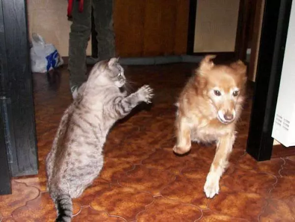 Get Him