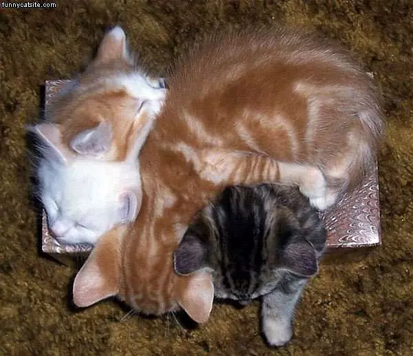 Bff