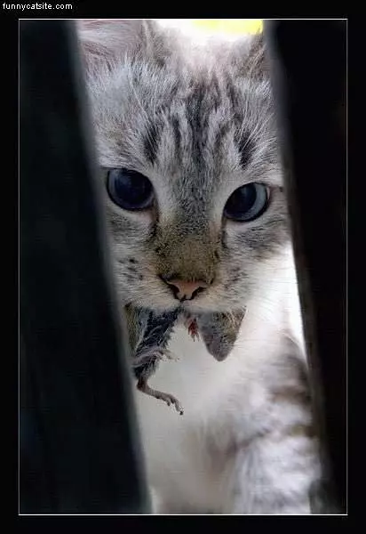 Cat Brings Home Present