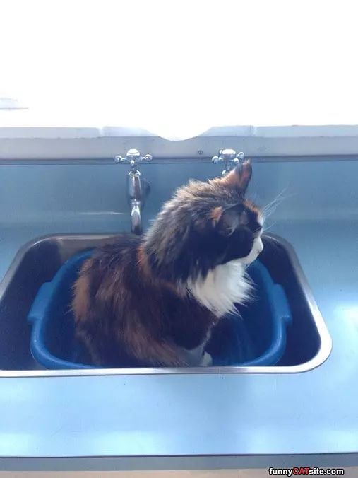 Bucket In The Sink