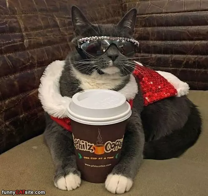 That Is A Really Cool Cat