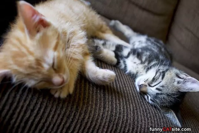Nap Time