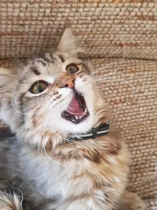 Rawrrrrrrrrrr