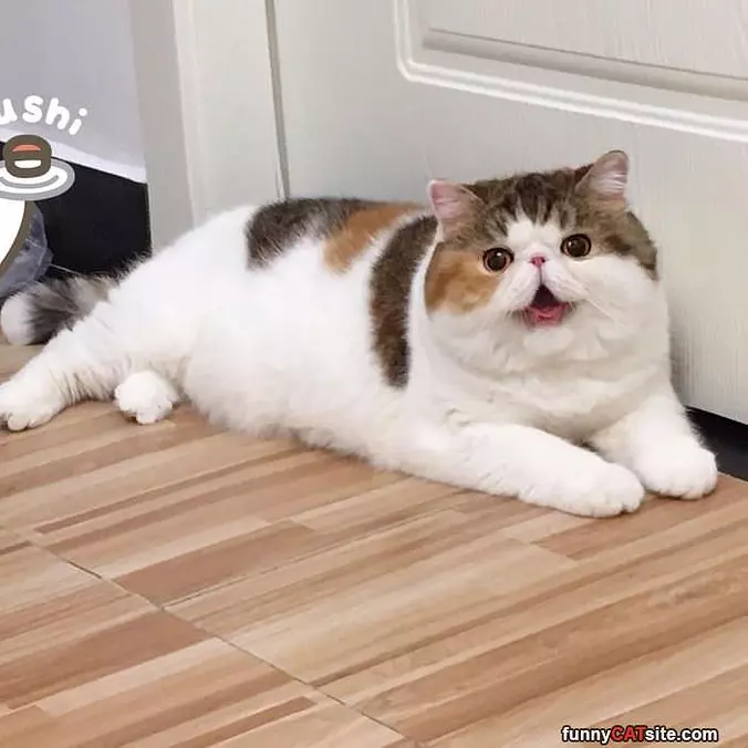 Hey Can I Have Snacks