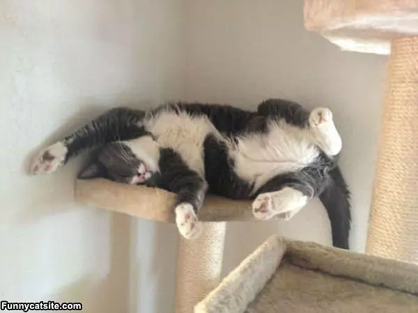 Sleep How I Want Today