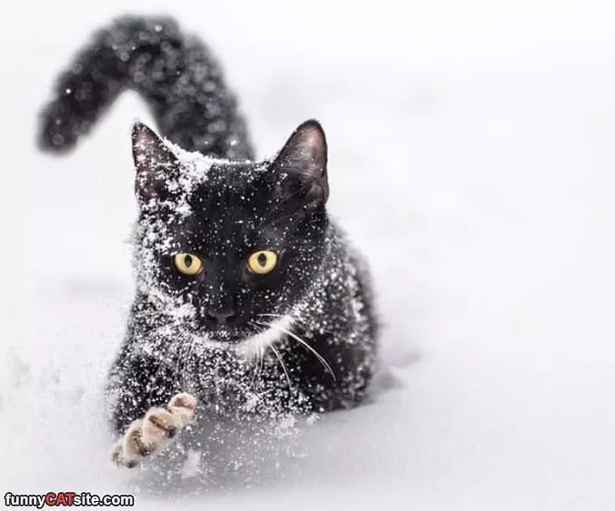 In The Snow