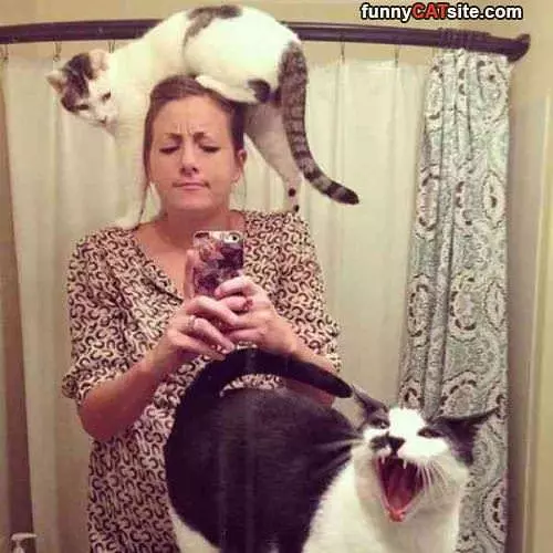 The Cats Are Taking Over