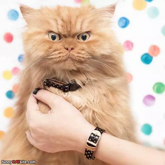 A Serious Cat