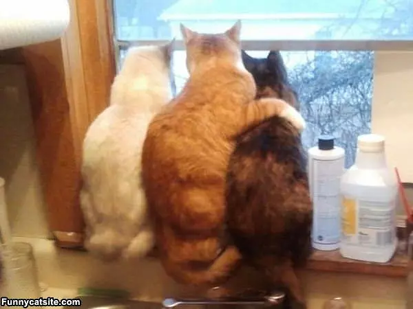 See The Birds