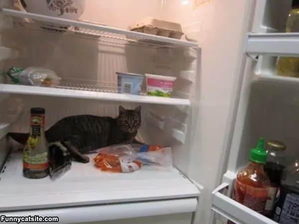 Just Cooling Off A Bit