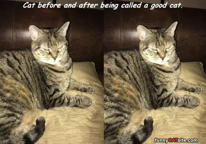 What A Good Cat