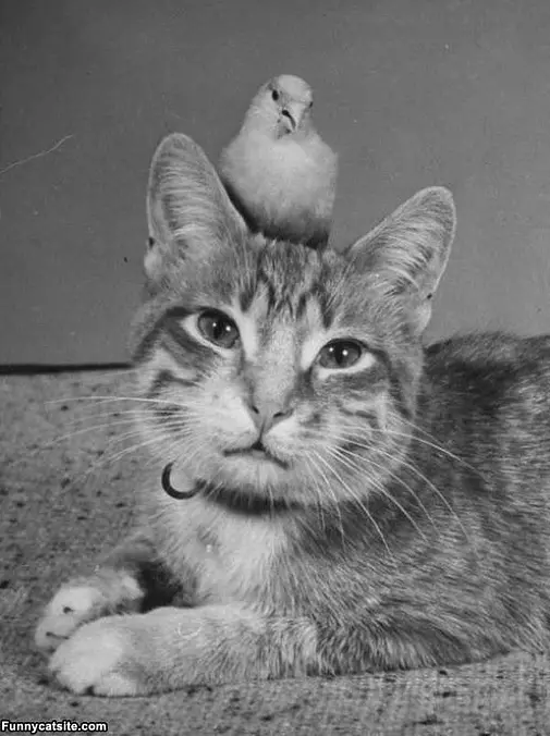 Bird On My Head