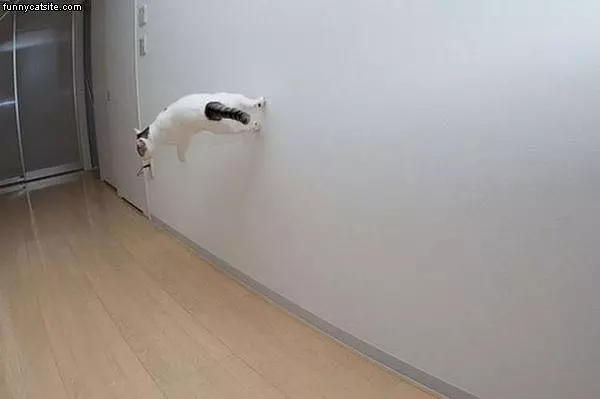 Matrix Cat