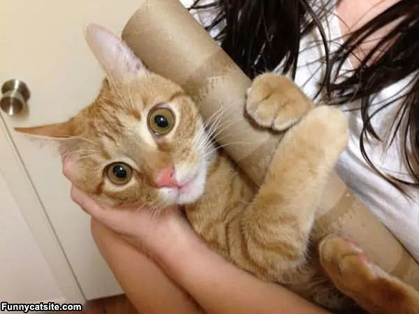 I Love This Paper Towel Roll