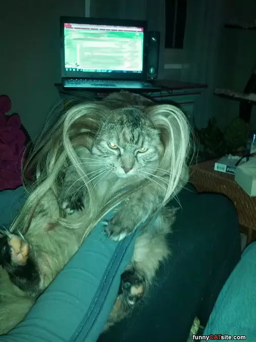 Do You Like My Wig