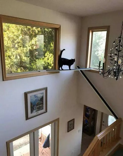 The Cat Zone