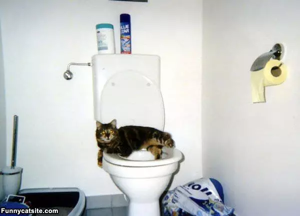 Toilet Is Comfy