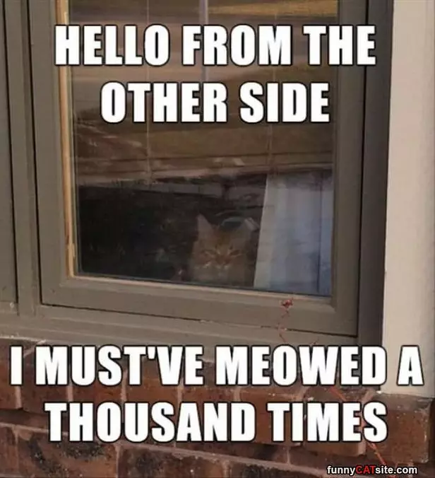 Meowed A Thousand Times