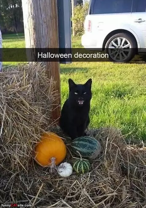 Halloween Decorations