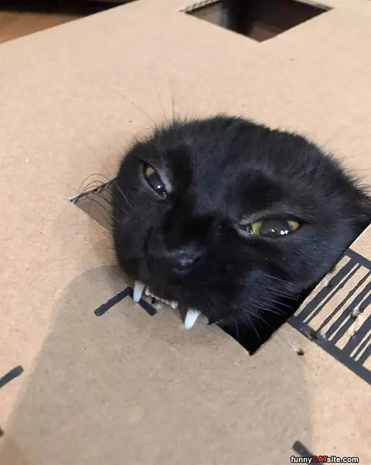 Yarrrr