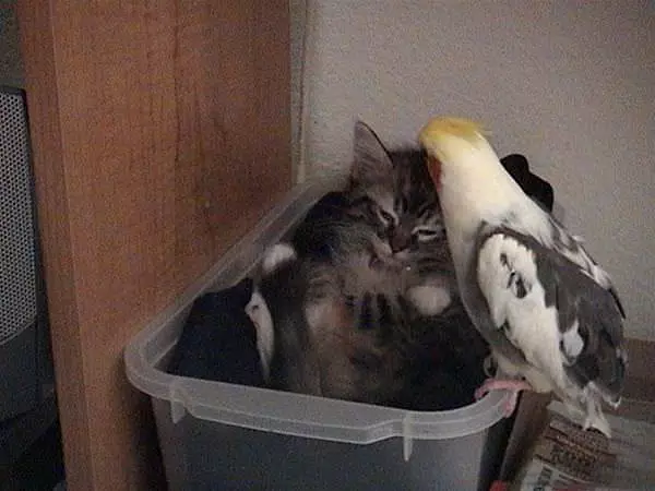 With The Birds