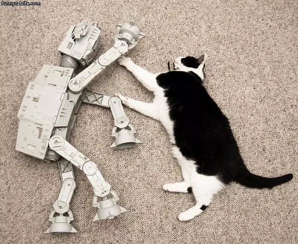 Copy Cat