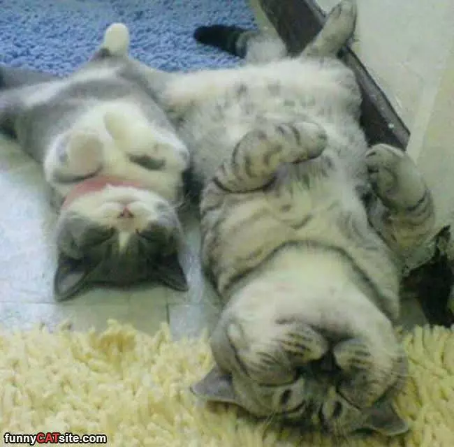 Teach Me To Be Lazy