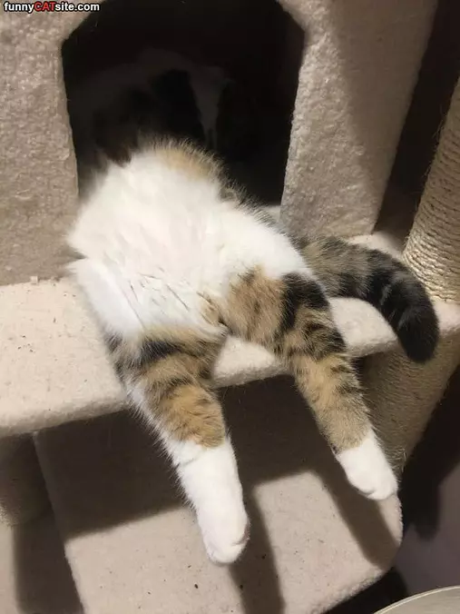 Half In Half Out