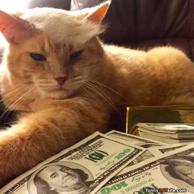 Trump Cat