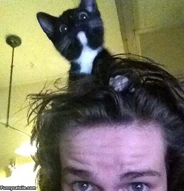 The Cat Head