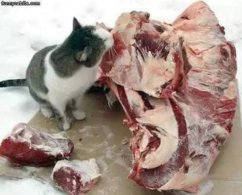 Meat Eating Cat