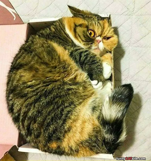 Scruntched In A Box