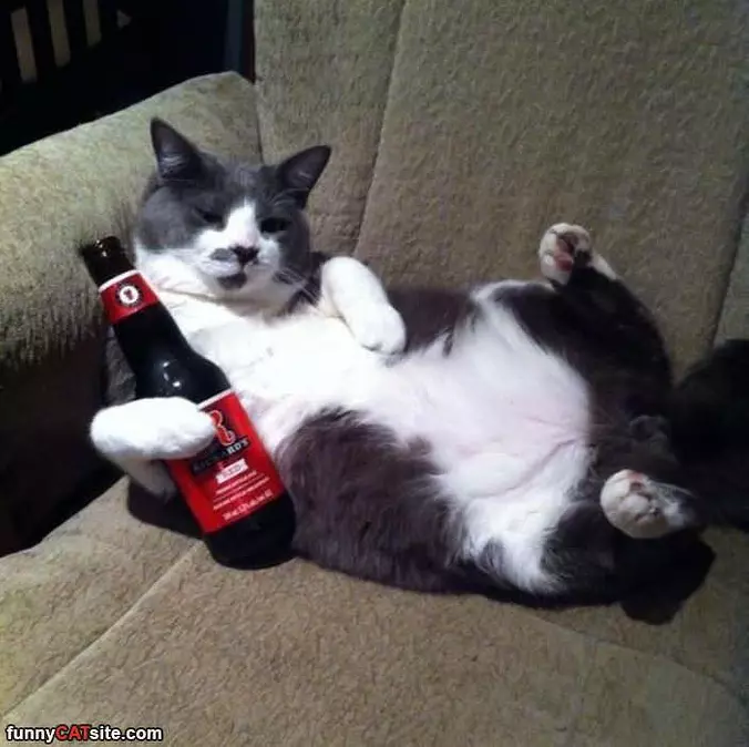 Cat Knows How To Relax