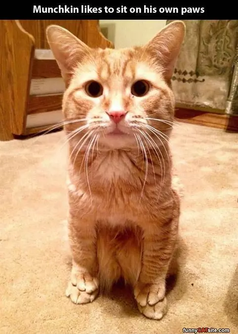 Likes To Sit On His Own Paws