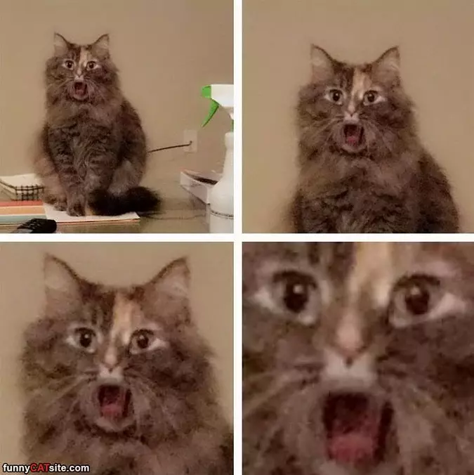 Whaaaaaaaa