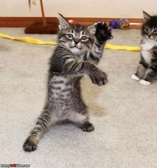 The Dance Off