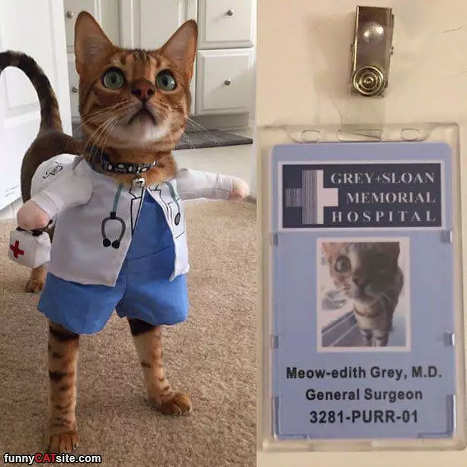 Meow Edith