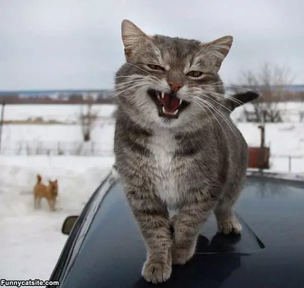 Heyyyyyyyyyy