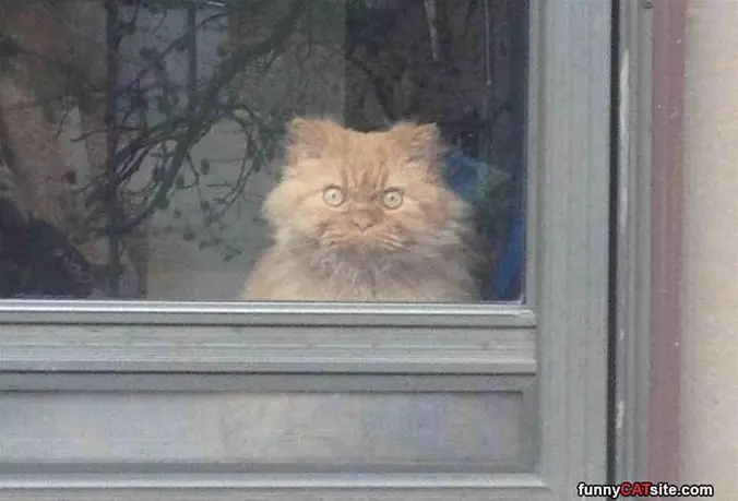 Looking Out There