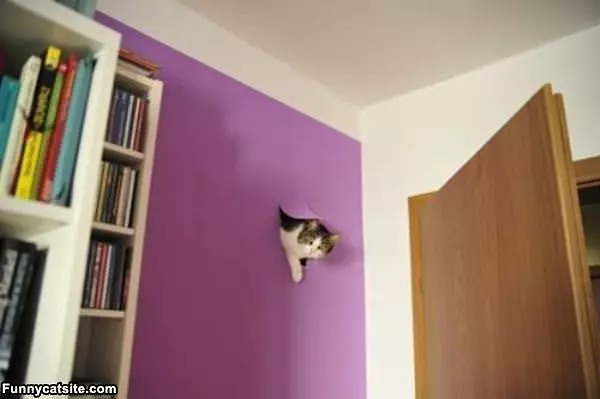 Wall Crawl