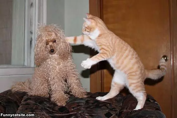 Let Me Fix Your Hair