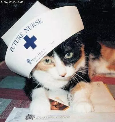 Rn Cat