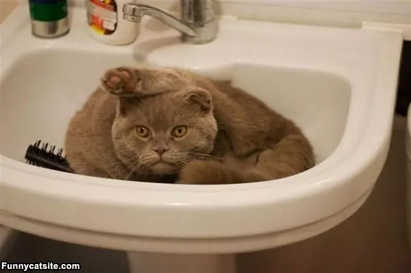 Stretching In The Sink