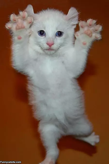 Rawrrr Cat