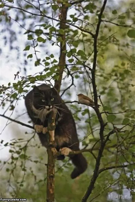 Ninja Cat