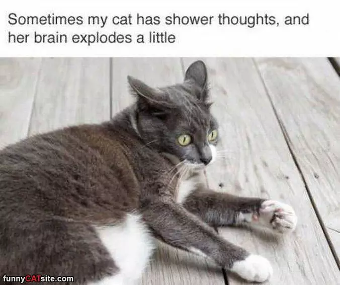 Some Shower Thoughts
