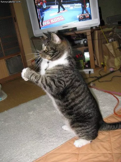 Want To Box