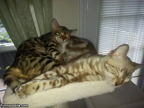 Cute Little Nap Time