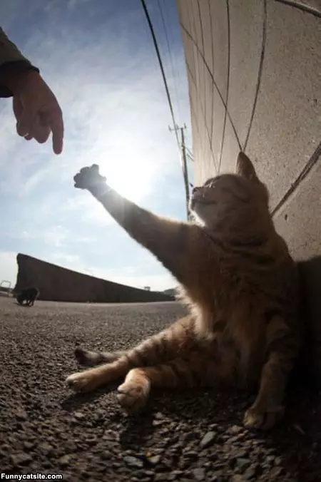 Shake