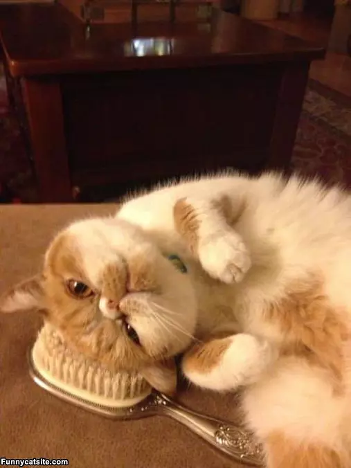 I Want To Be Brushed